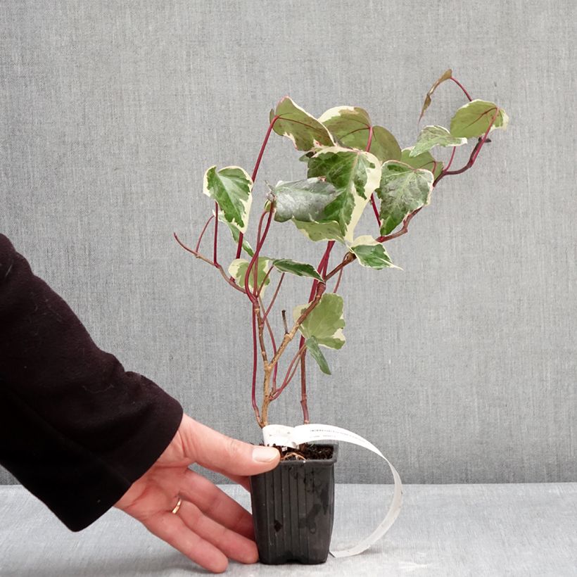 Example of Hedera Eva - Klimop Kweekpotje van 8/9 cm as you get in hiver