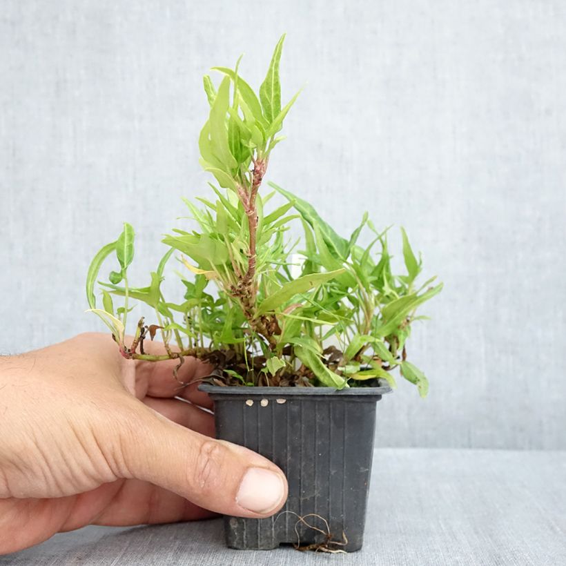 Example of Hedera Evergreen - Klimop Kweekpotje van 8/9 cm as you get in printemps