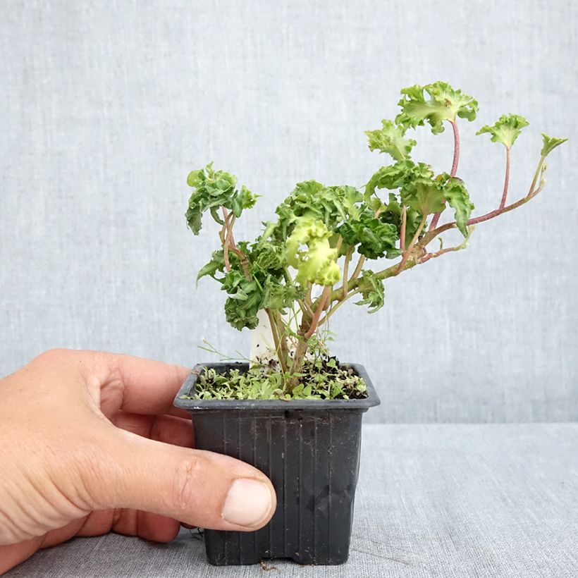 Example of Hedera Filigran - Klimop Kweekpotje van 8/9 cm as you get in printemps