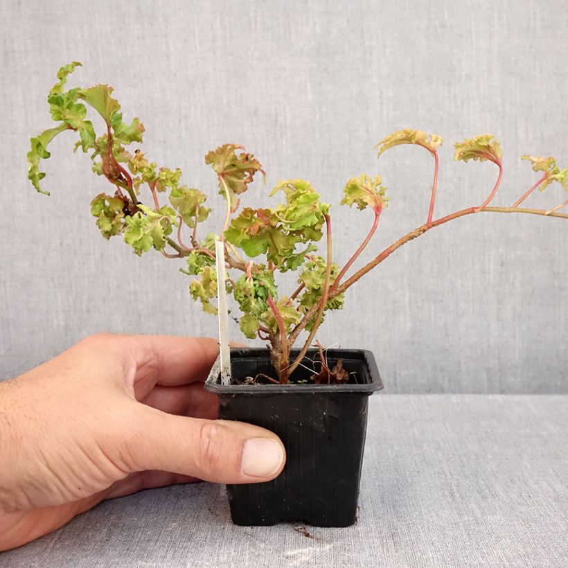 Exemplaar van Hedera Filigran - Klimop Kweekpotje van 8/9 cm zoals geleverd in de herfst