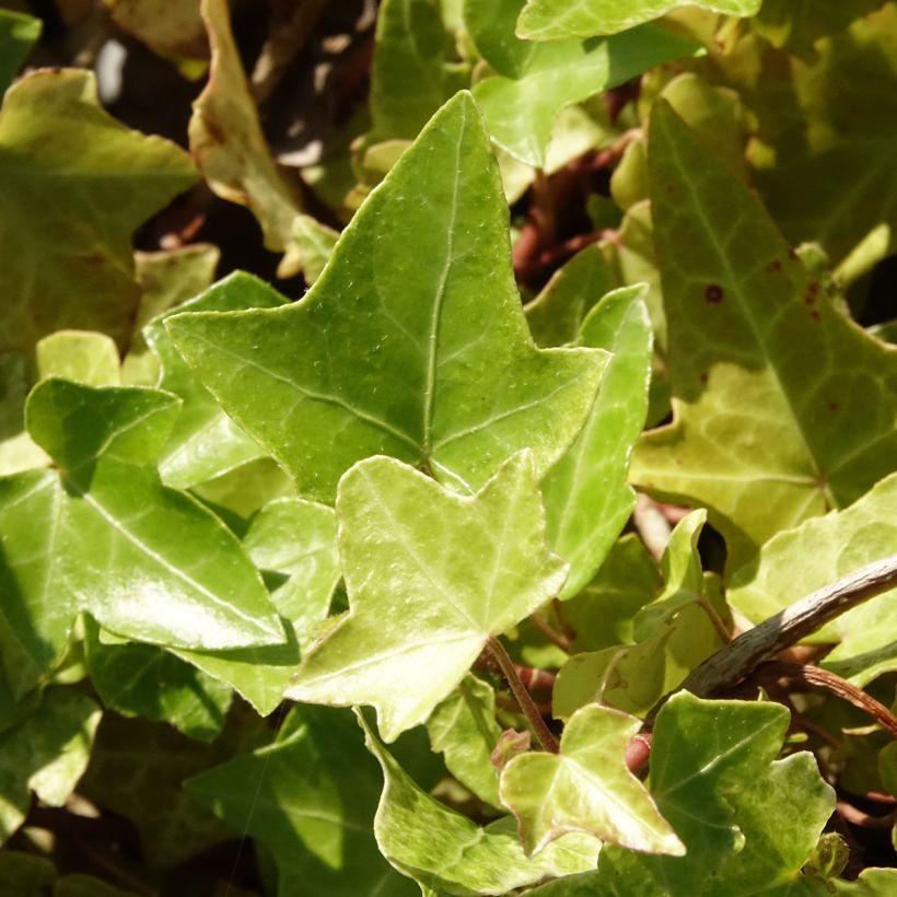 Hedera Frosty - Klimop (Blad)