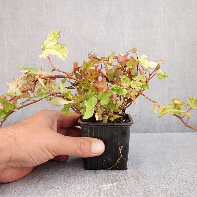 Exemplaar van Hedera Frosty - Klimop Kweekpotje van 8/9 cm zoals geleverd in de herfst