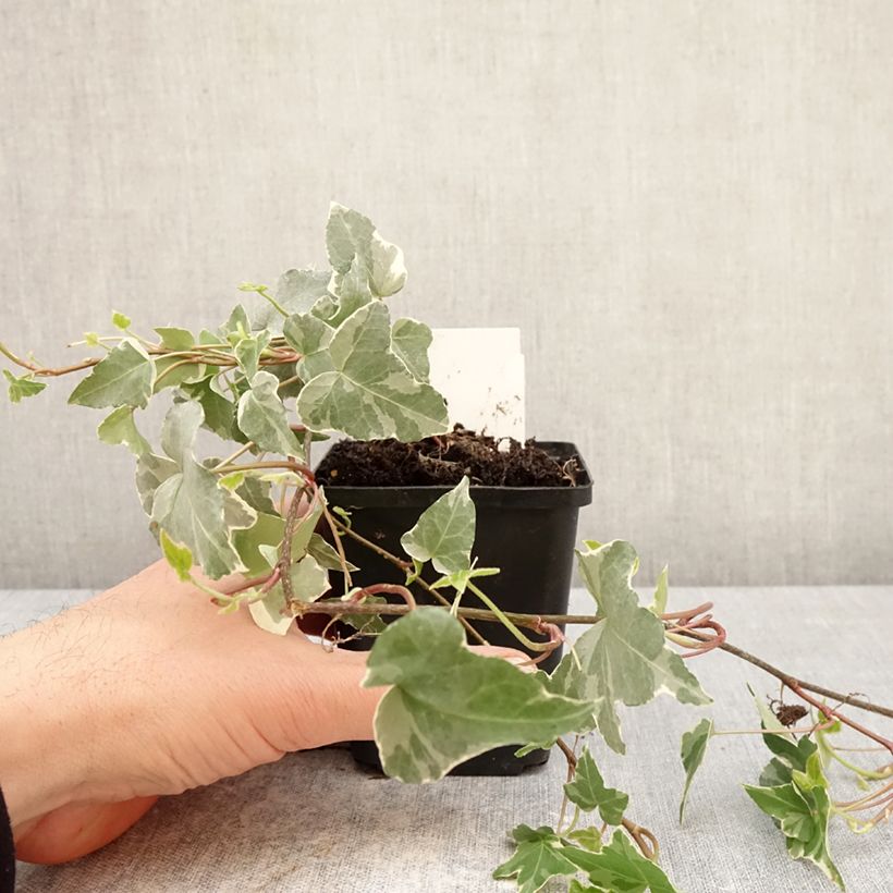 Exemplaar van Hedera Glacier - Klimop Kweekpotje van 8/9 cm zoals geleverd in de lente
