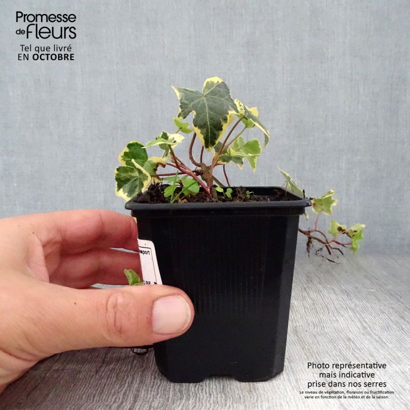 Exemplaar van Hedera Goldchild - Klimop Kweekpotje van 8/9 cm zoals geleverd in de herfst