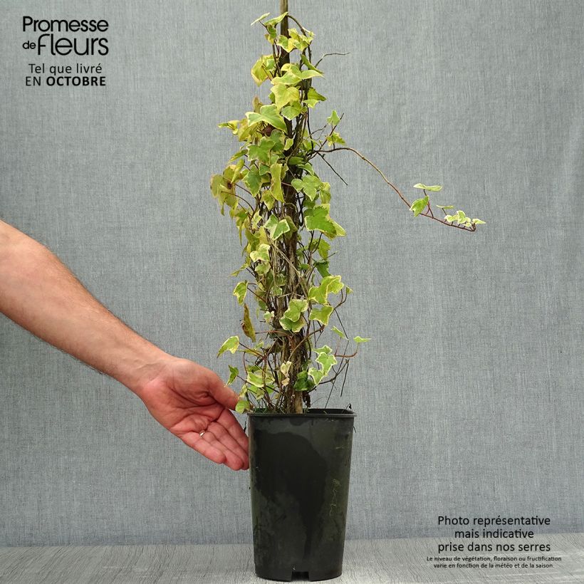 Exemplaar van Hedera Goldchild - Klimop Pot van 1,5 l/2 l zoals geleverd in de herfst