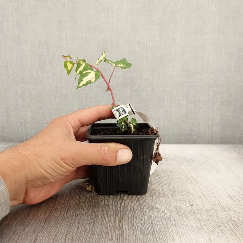Exemplaar van Hedera Goldheart - Klimop Kweekpotje van 8/9 cm zoals geleverd in de herfst