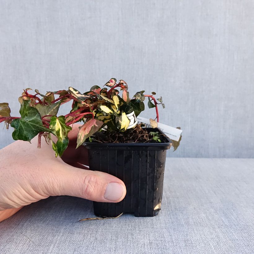 Exemplaar van Lierre commun - Hedera helix Goldheart Godet de 8/9 cm zoals geleverd in de winter