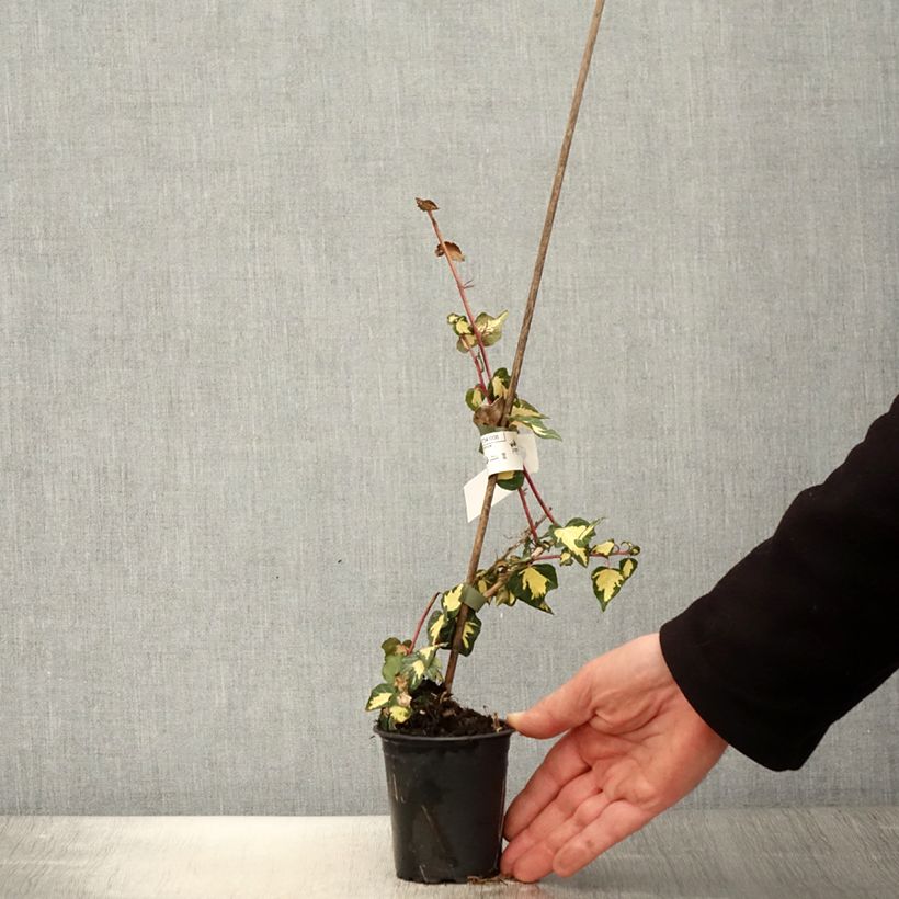 Example of Hedera Goldheart - Klimop Kweekpotje van 8/9 cm as you get in printemps