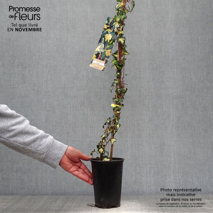 Exemplaar van Hedera Goldheart - Klimop Pot van 1,5 l/2 l zoals geleverd in de herfst