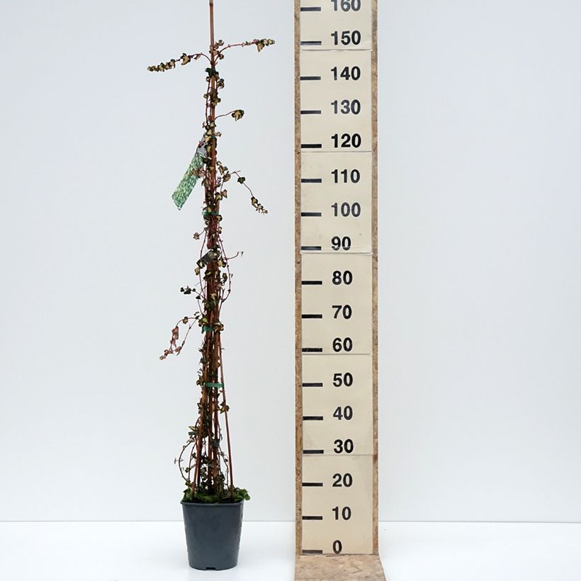Exemplaar van Lierre commun - Hedera helix Goldheart Pot de 4L/5L zoals geleverd in de winter