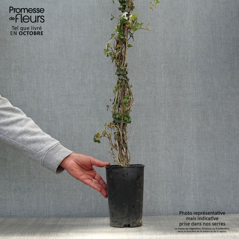 Exemplaar van Hedera Ivalace - Klimop Pot van 2 l/3 l zoals geleverd in de herfst