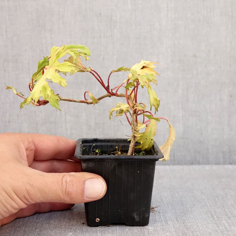 Exemplaar van Hedera Ivalace Mutation - Klimop Kweekpotje van 8/9 cm zoals geleverd in de herfst