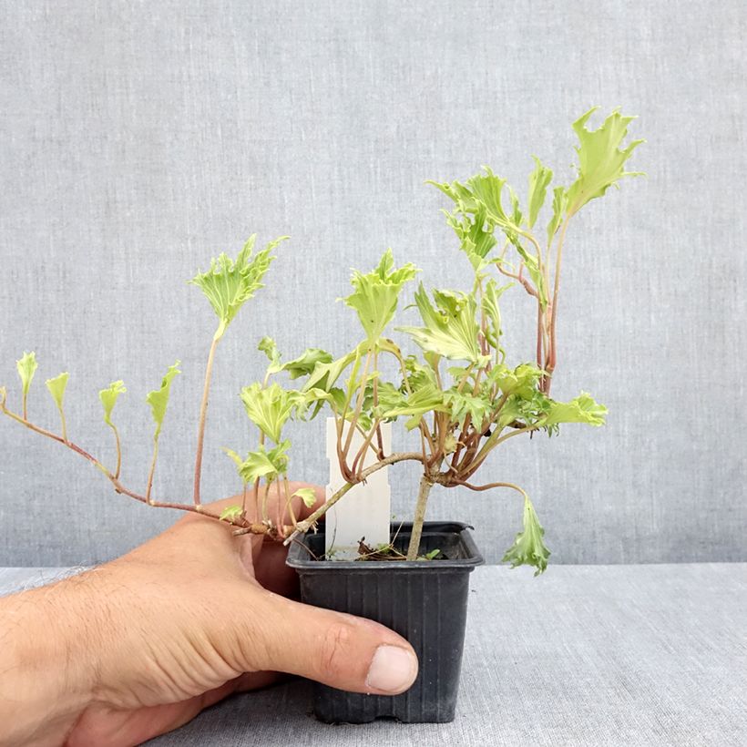 Exemplaar van Hedera Ivalace Mutation - Klimop Kweekpotje van 8/9 cm zoals geleverd in de zomer