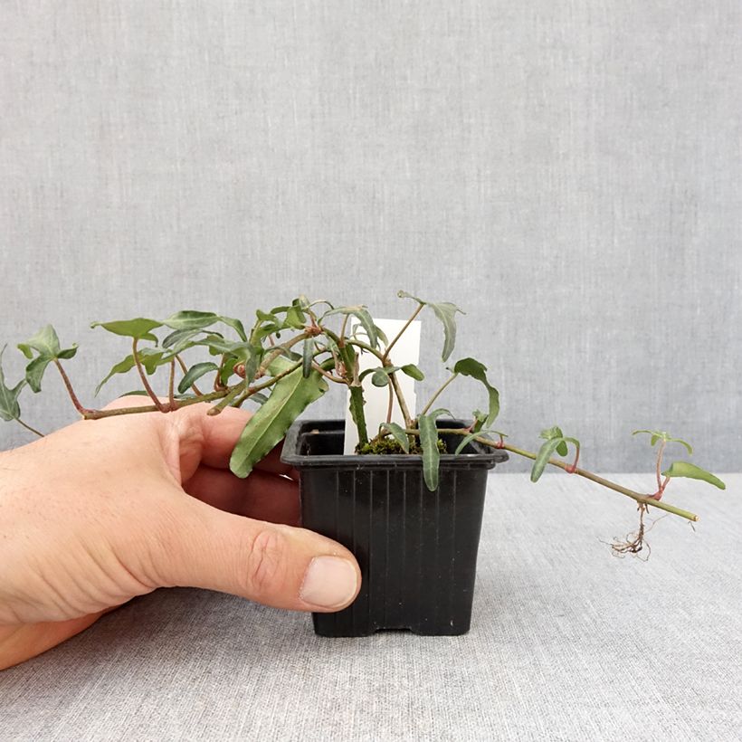 Example of Hedera Kappeln - Klimop Kweekpotje van 8/9 cm as you get in printemps