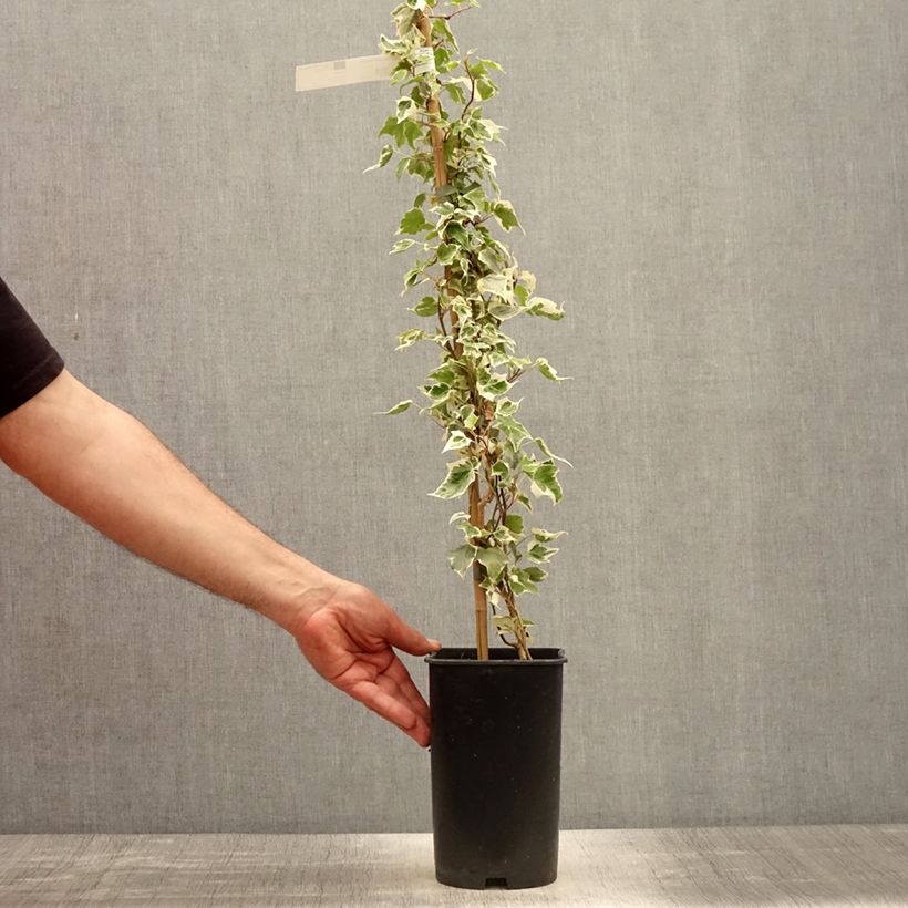 Exemplaar van Hedera Little Diamond - Klimop Pot van 3 l/4 l zoals geleverd in de lente