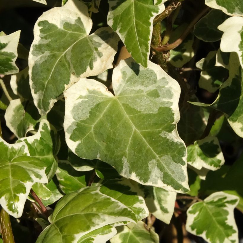Hedera Marginata Elegantissima - Klimop (Blad)