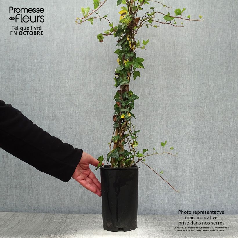 Exemplaar van Hedera Needlepoint - Klimop Pot van 2 l/3 l zoals geleverd in de herfst