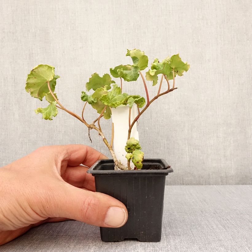 Example of Hedera Obelix - Klimop Kweekpotje van 8/9 cm as you get in printemps