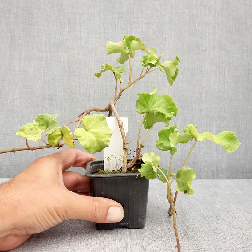 Exemplaar van Hedera Obelix - Klimop Kweekpotje van 8/9 cm zoals geleverd in de zomer