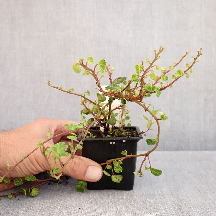 Exemplaar van Hedera Peter Pan - Klimop Kweekpotje van 8/9 cm zoals geleverd in de herfst