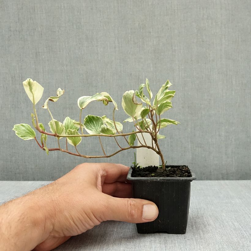 Exemplaar van Hedera Reef Shell - Klimop Kweekpotje van 8/9 cm zoals geleverd in de zomer