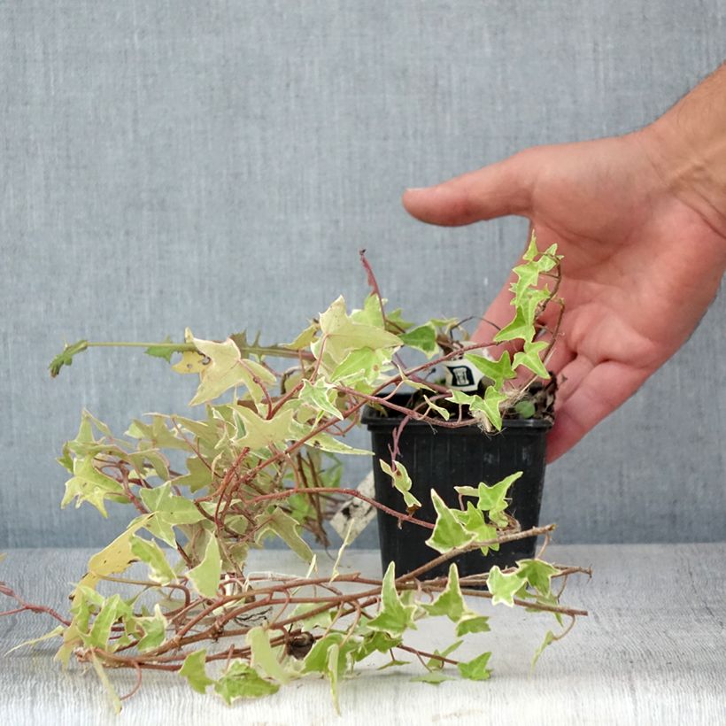 Exemplaar van Hedera Sagittifolia Variegata - Klimop Kweekpotje van 8/9 cm zoals geleverd in de zomer