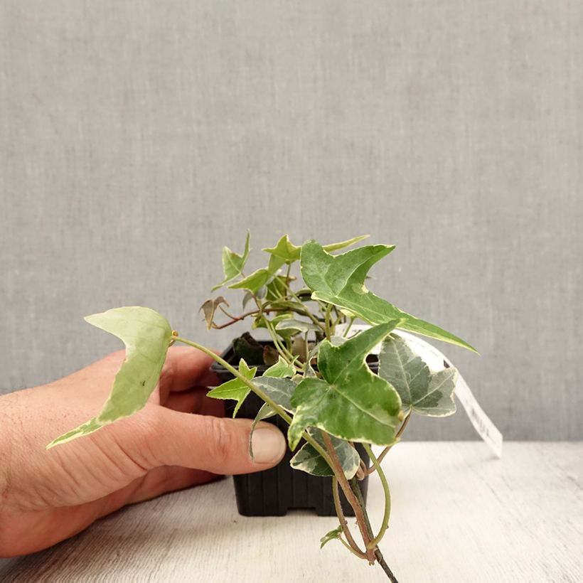 Example of Hedera Sagittifolia Variegata - Klimop Kweekpotje van 8/9 cm as you get in printemps