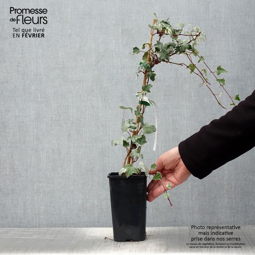 Exemplaar van Lierre commun - Hedera helix Sagittifolia Variegata Pot de 1,5L/2L zoals geleverd in de winter
