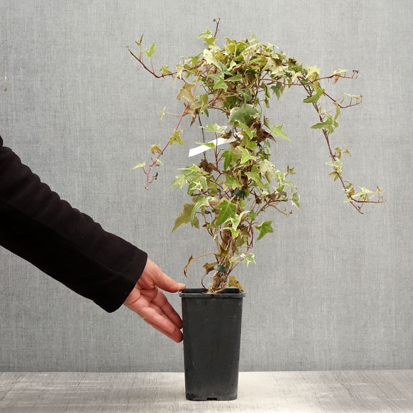 Example of Hedera Sagittifolia Variegata - Klimop Pot van 1,5 l/2 l as you get in printemps
