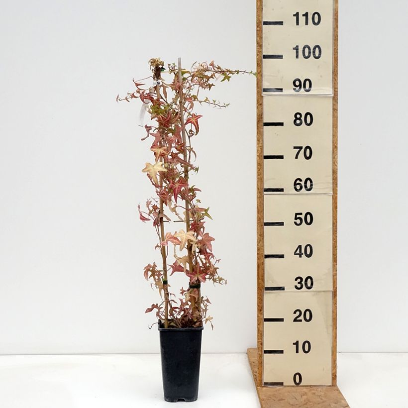 Exemplaar van Hedera Sagittifolia Variegata - Klimop Pot van 1,5 l/2 l zoals geleverd in de herfst