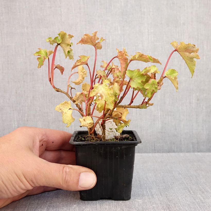 Exemplaar van Hedera Tango - Klimop Kweekpotje van 8/9 cm zoals geleverd in de herfst