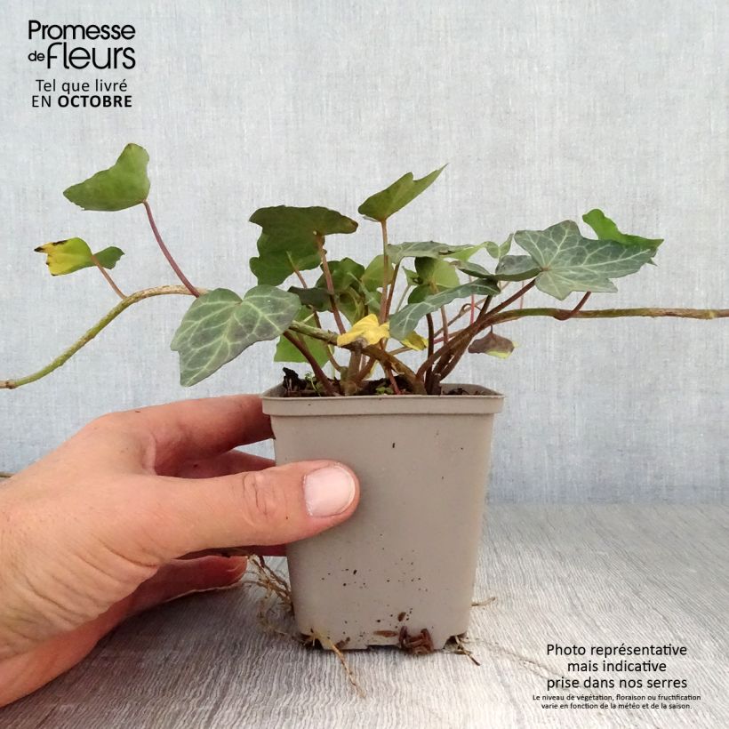 Exemplaar van Hedera Woerner - Klimop Kweekpotje van 8/9 cm zoals geleverd in de herfst