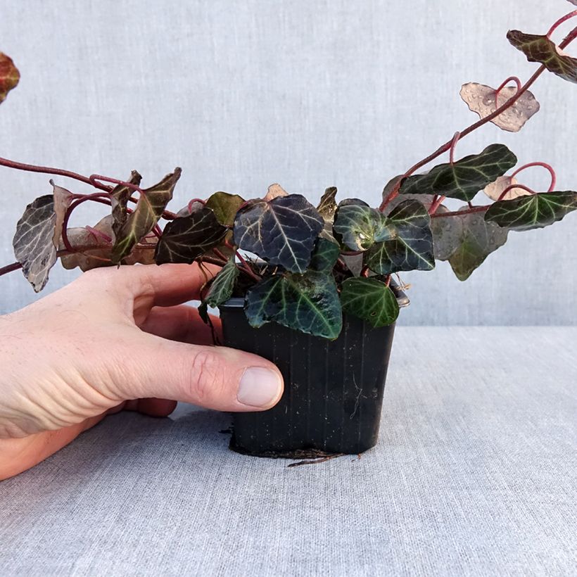 Exemplaar van Lierre commun - Hedera helix Woerner Godet de 8/9 cm zoals geleverd in de winter