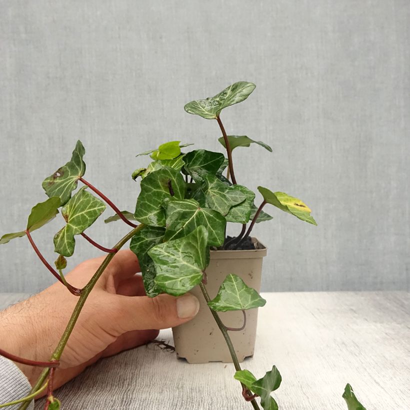 Example of Hedera Woerner - Klimop Kweekpotje van 8/9 cm as you get in printemps