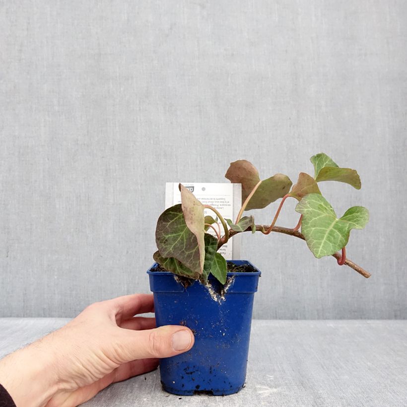 Example of Hedera Algerian Bellecour - Algerijnse klimop Pot van 1 l/1,5 l as you get in hiver