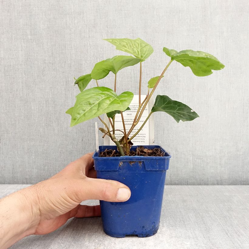 Exemplaar van Hedera Algerian Bellecour - Algerijnse klimop Pot van 1 l/1,5 l zoals geleverd in de lente