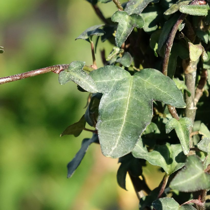Hedera hibernica Spetchley - Ierse klimop (Blad)