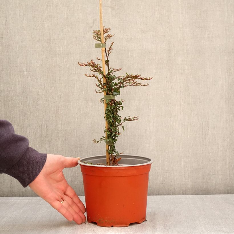Exemplaar van Hedera hibernica Spetchley - Ierse klimop Pot van 3 l/4 l zoals geleverd in de lente