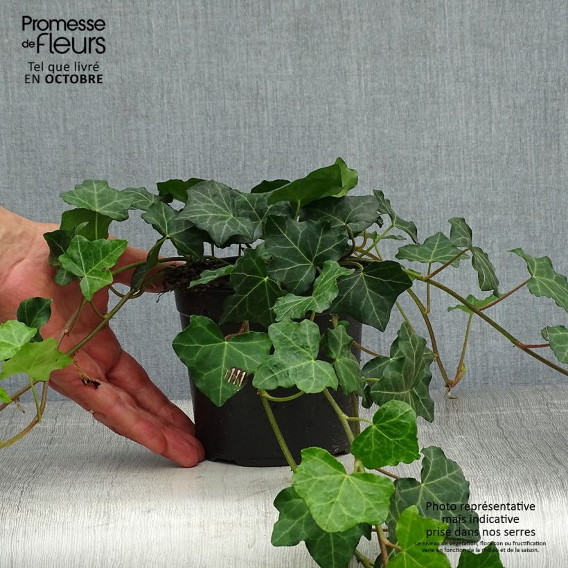Exemplaar van Hedera hibernica - Ierse klimop Pot van 1 l/1,5 l zoals geleverd in de herfst