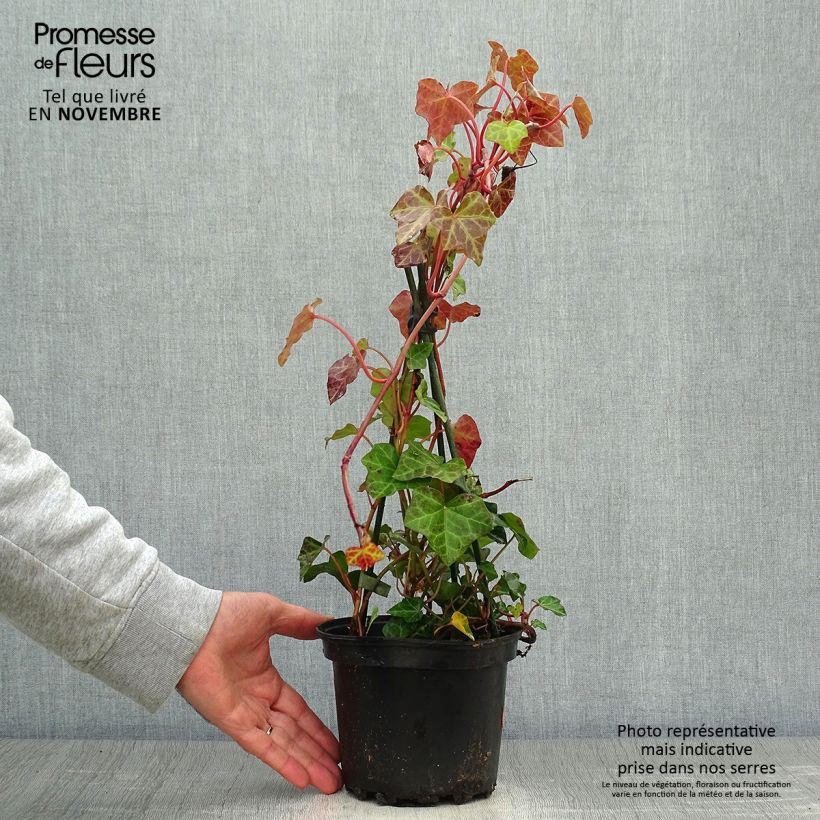 Exemplaar van Hedera hibernica - Ierse klimop Pot van 2 l/3 l zoals geleverd in de herfst