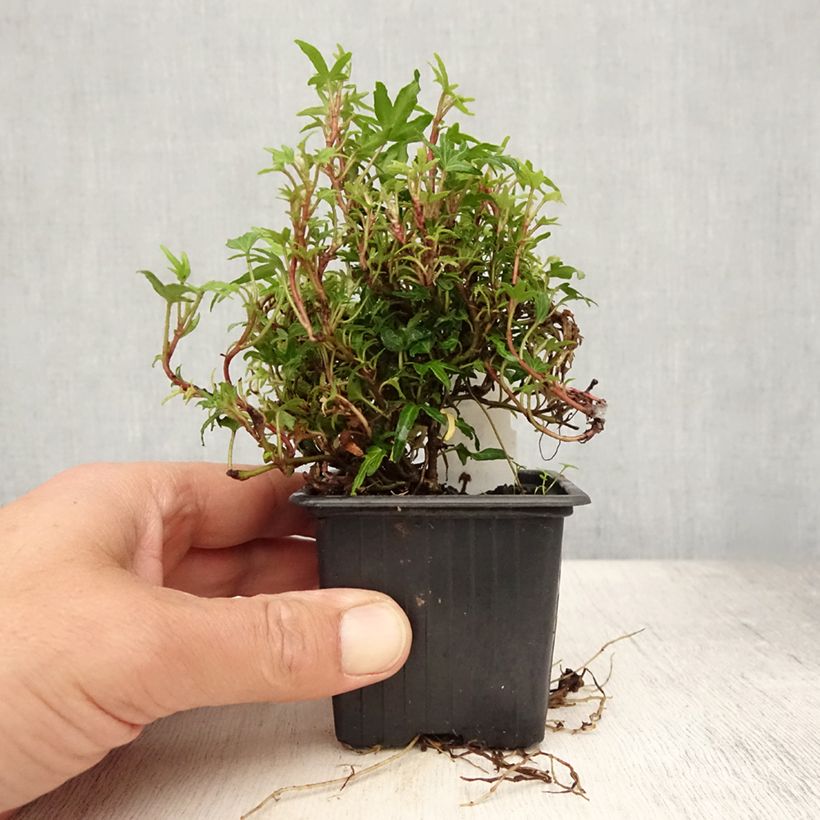 Exemplaar van Hedera Dyinnii - Klimop Kweekpotje van 8/9 cm zoals geleverd in de zomer