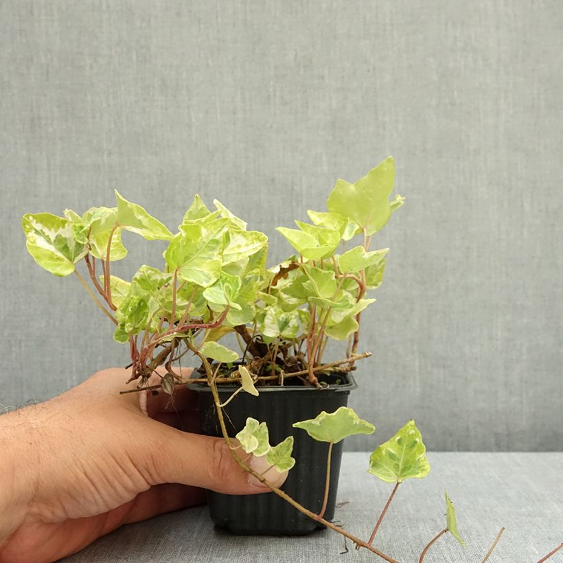 Exemplaar van Hedera Kolibri - Klimop Kweekpotje van 8/9 cm zoals geleverd in de zomer