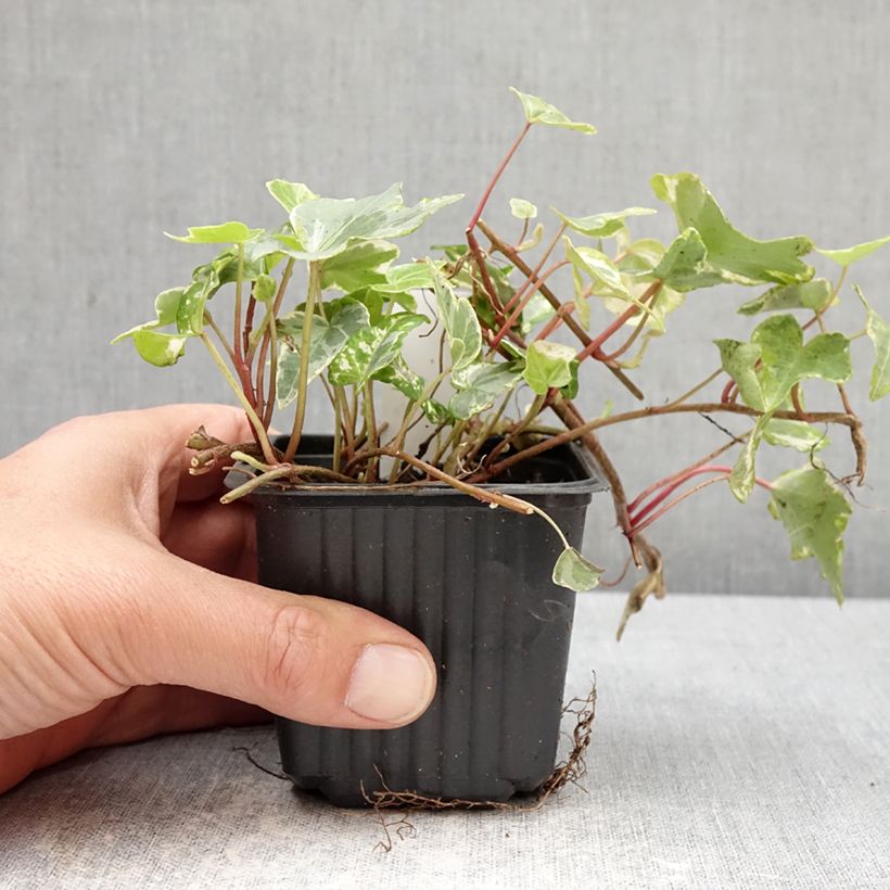 Exemplaar van Hedera Kolibri - Klimop Kweekpotje van 8/9 cm zoals geleverd in de lente
