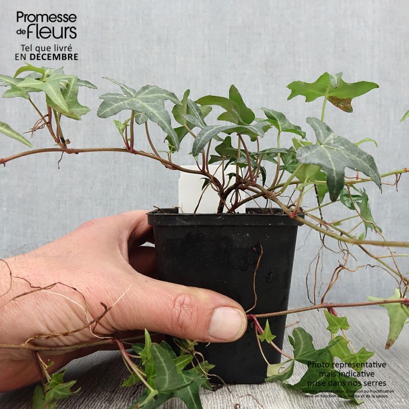 Exemplaar van Hedera Sagittifolia - Klimop Kweekpotje van 8/9 cm zoals geleverd in de herfst
