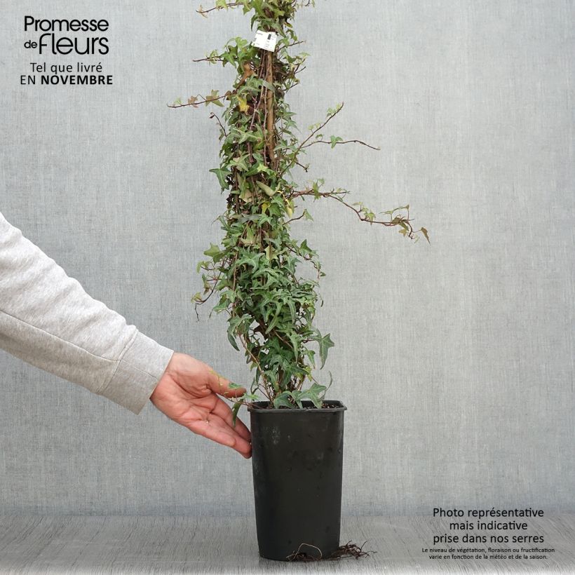 Exemplaar van Hedera Sagittifolia - Klimop Pot van 2 l/3 l zoals geleverd in de herfst