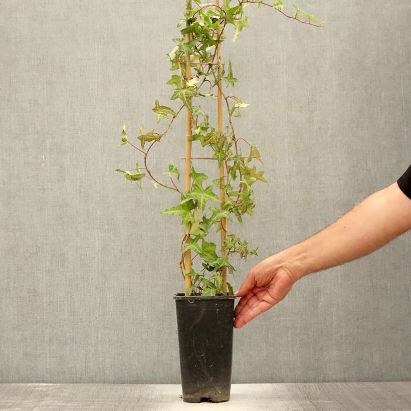 Exemplaar van Hedera Sagittifolia - Klimop Pot van 2 l/3 l zoals geleverd in de zomer