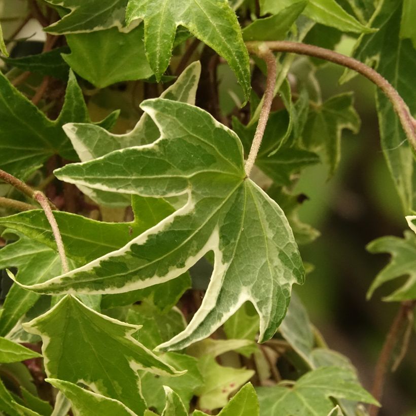 Hedera White Ripple - Klimop (Blad)
