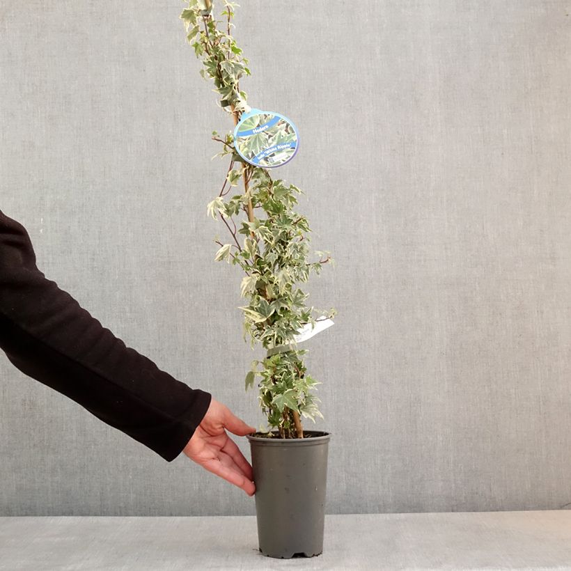 Example of Hedera White Ripple - Klimop Pot van 1,5 l/2 l as you get in printemps