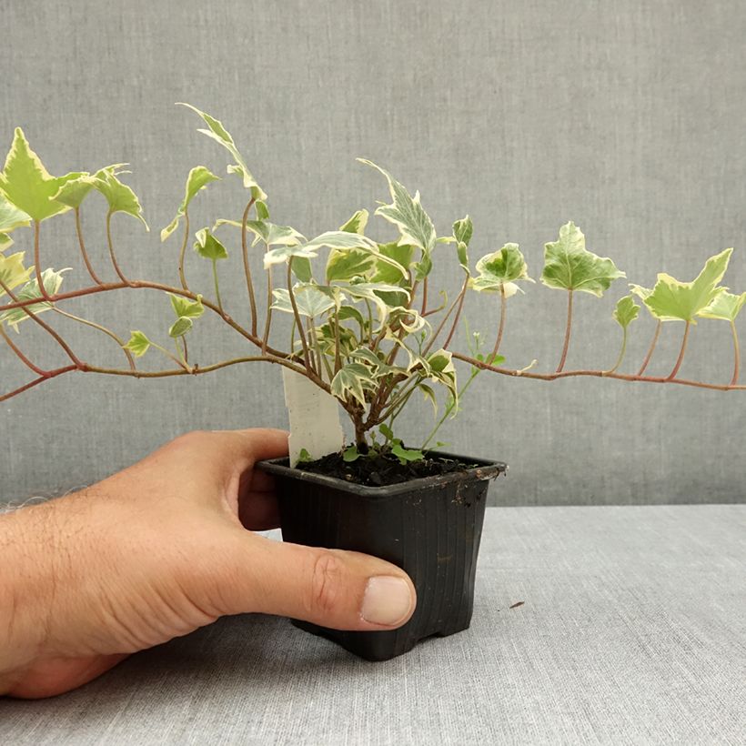 Exemplaar van Hedera Yellow Ripple - Klimop Kweekpotje van 8/9 cm zoals geleverd in de zomer