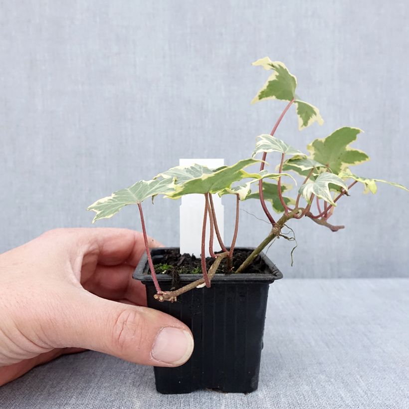 Exemplaar van Hedera Yellow Ripple - Klimop Kweekpotje van 8/9 cm zoals geleverd in de lente